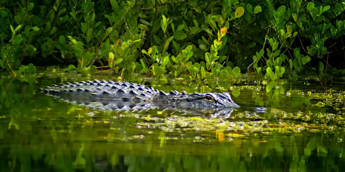 Alligator partially submerged in swampy water with dense green vegetation in the background.