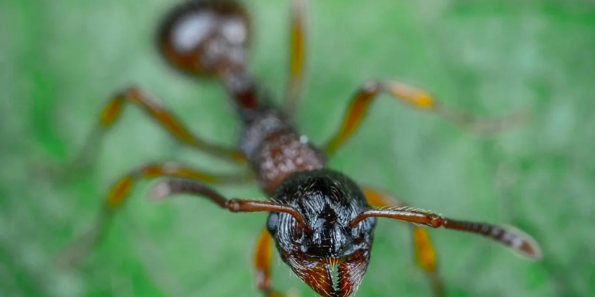 Macro close-up of an ant with extended antennae on a blurred green background.