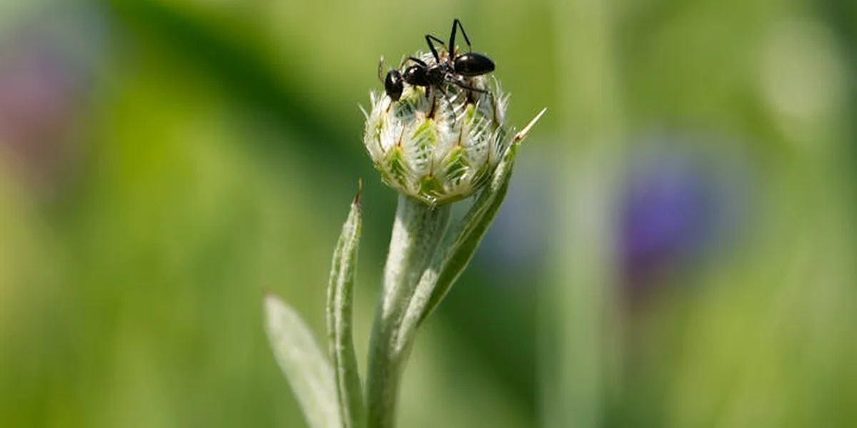 Close-up of ants on a plant bud outdoors with a soft, blurred green and purple background.