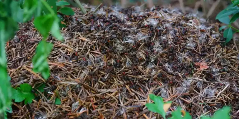 Close-up of a mound of twigs and leaves forming an ant hill in a garden, with green foliage around.
