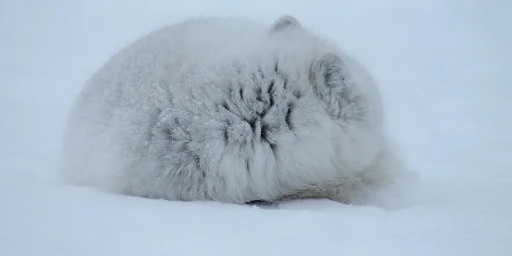 What Does It Mean to Dream About Foxes? Spiritual Meanings