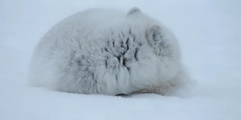 Fluffy white Arctic fox curled up and sleeping in the snow