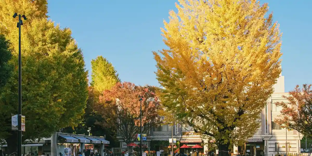 Autumn street scene with vibrant fall foliage lining a sidewalk under a clear blue sky.