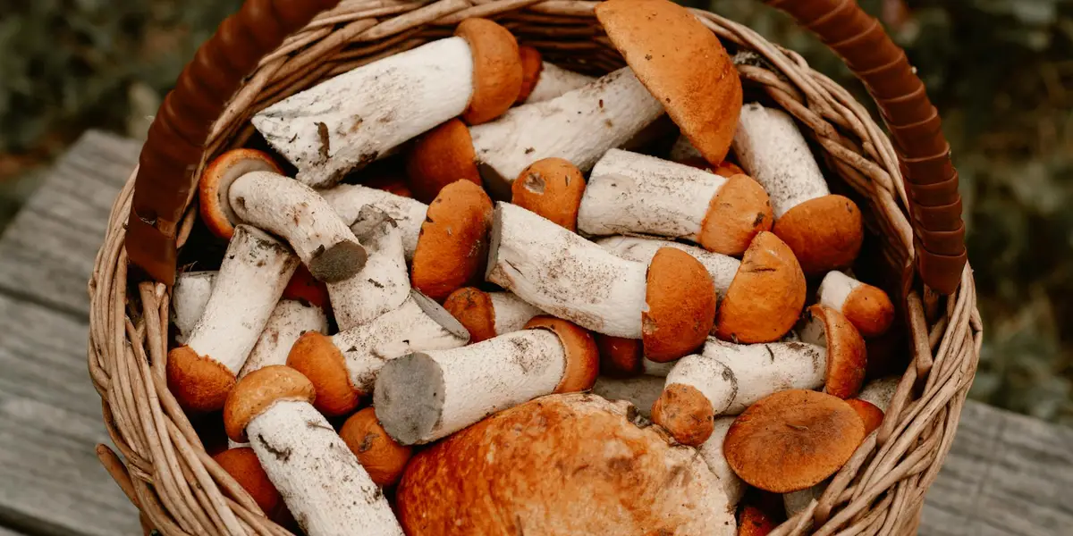 Basket of small white-stemmed mushrooms with orange caps in a woven basket on a wooden surface.