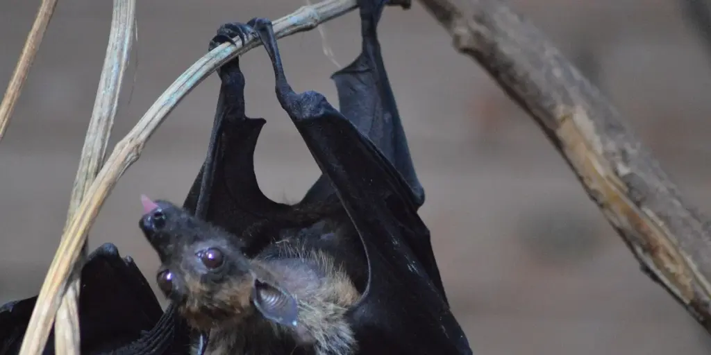 Dreaming About Bats: Spiritual Meanings and Subconscious Messages
