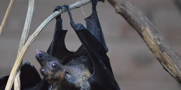 A small bat clinging to a branch, hanging upside down with dark fur and small wings, in a natural outdoor setting.