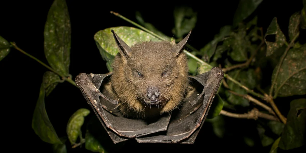 Close-up of a brown bat hanging from a branch, with wings wrapped around its body against a dark, leafy background.