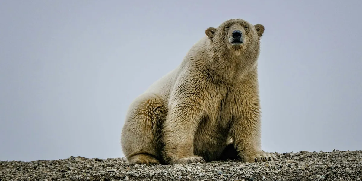 A large brown bear sits on rocky ground under a pale blue sky, looking toward the camera with a calm, alert expression.