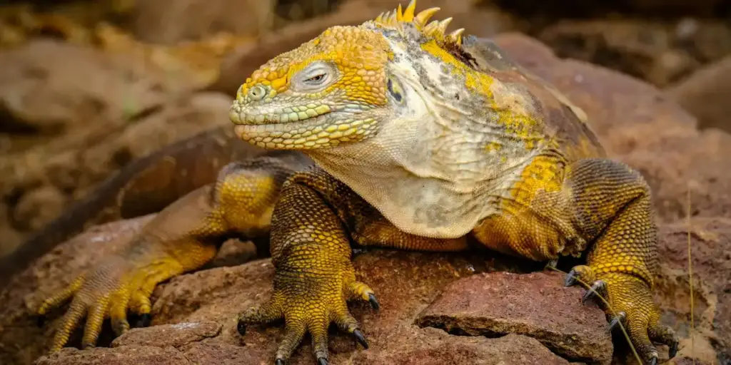 Dreaming of Lizards: Spiritual and Biblical Meanings Explained