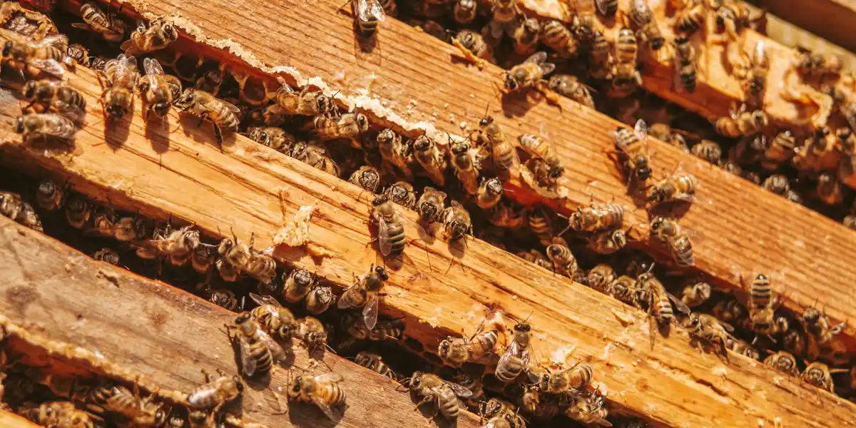 Close-up view of a beehive frame densely populated with bees