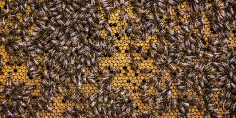 Close-up of bees clustered on a honeycomb in a beehive
