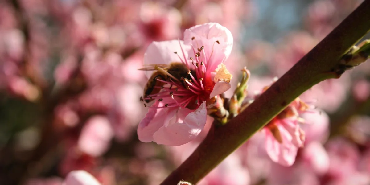 A bee on pink blossoms with a blurred background, symbolizing the balance of fear (sting) and blessing (sweetness) in dreams.