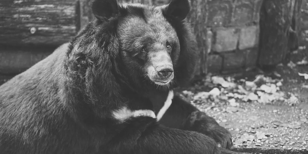 Black and white photo of a bear sitting on rocky ground near a wooden structure.