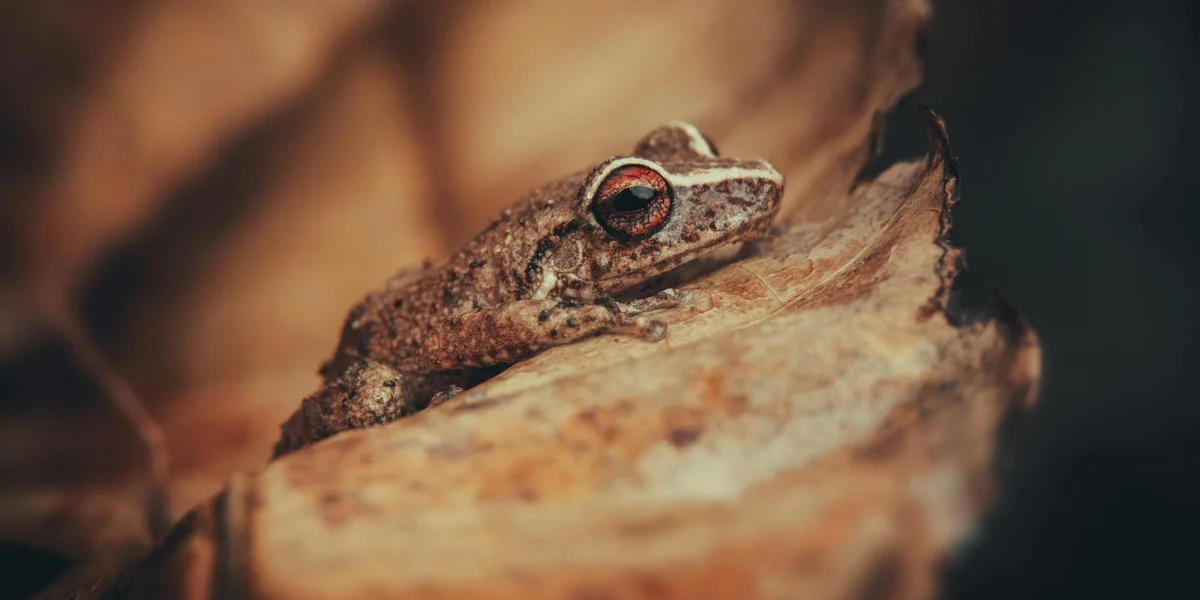 Close-up of a brown frog perched on a dried leaf with a shallow depth of field and earthy tones
