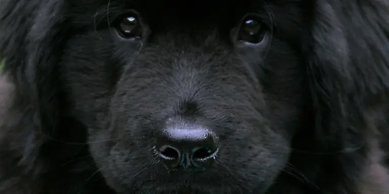 Close-up of a black dog's face with dark, soulful eyes.