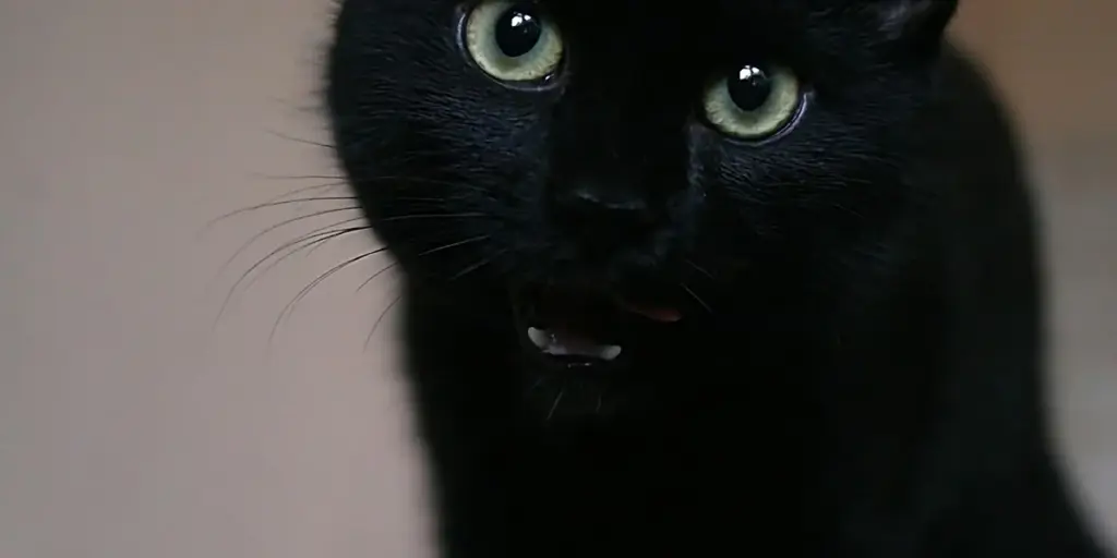 Dreaming of a Black Panther: Mysterious Symbolism and Meaning