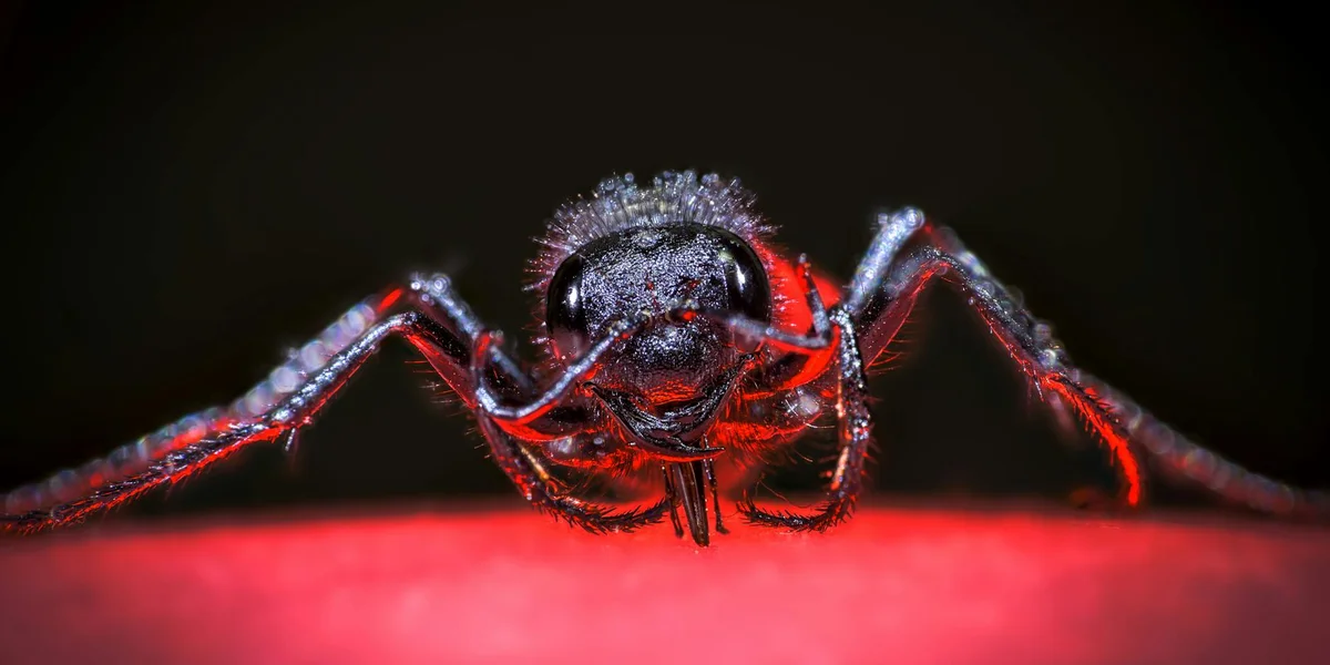 Close-up of a black spider with red highlights on a bright red surface, facing the viewer, symbolizing the dream-shadow encounter.