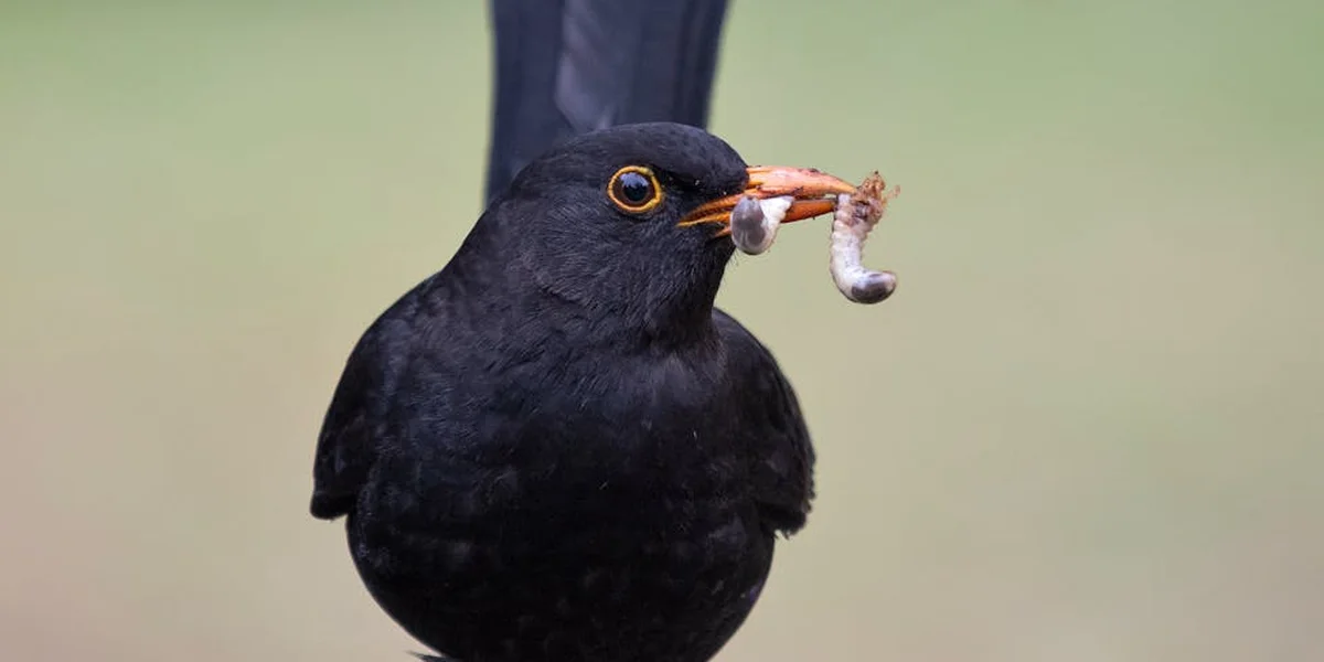 A blackbird holds a small worm in its beak, with a soft green background.