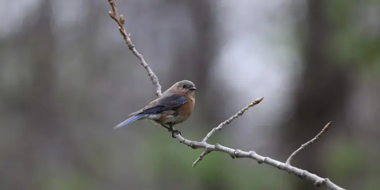 A small blue bird perched on a thin branch in a blurred forest background.