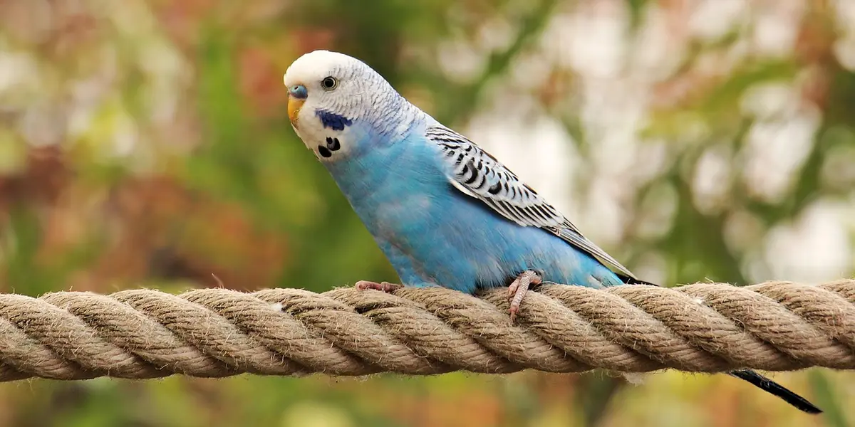 Blue budgie perched on a thick rope with a blurred green and brown background