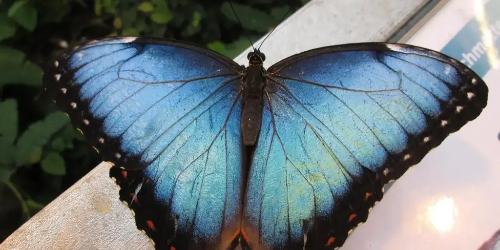 Dreaming of Butterflies: A Symbol of Transformation and Hope