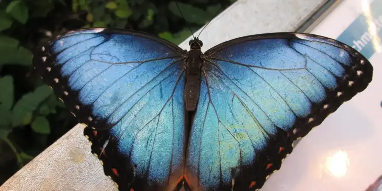 Close-up of a vivid blue butterfly with black-edged wings perched on a pale surface.