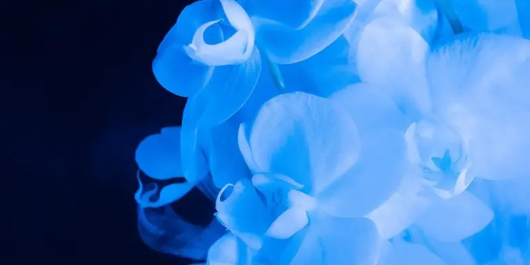 Blue-tinted close-up of delicate white flowers against a dark blue background