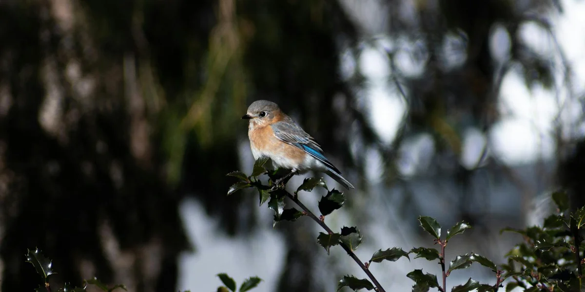 Small bluebird perched on a branch with blue and orange plumage, set against a blurred natural background.
