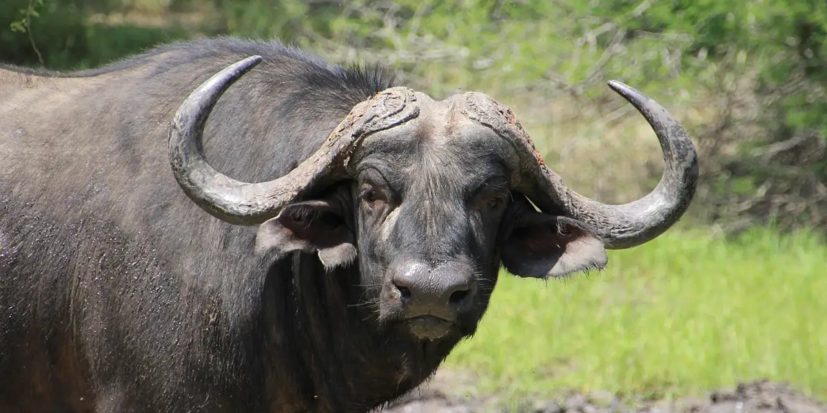 Close-up view of a buffalo standing in a grassy field.