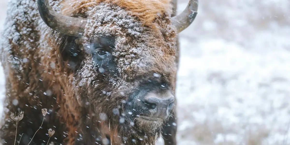 Close-up of a bison’s face with snow dusted on its fur, set against a snowy, blurred background.