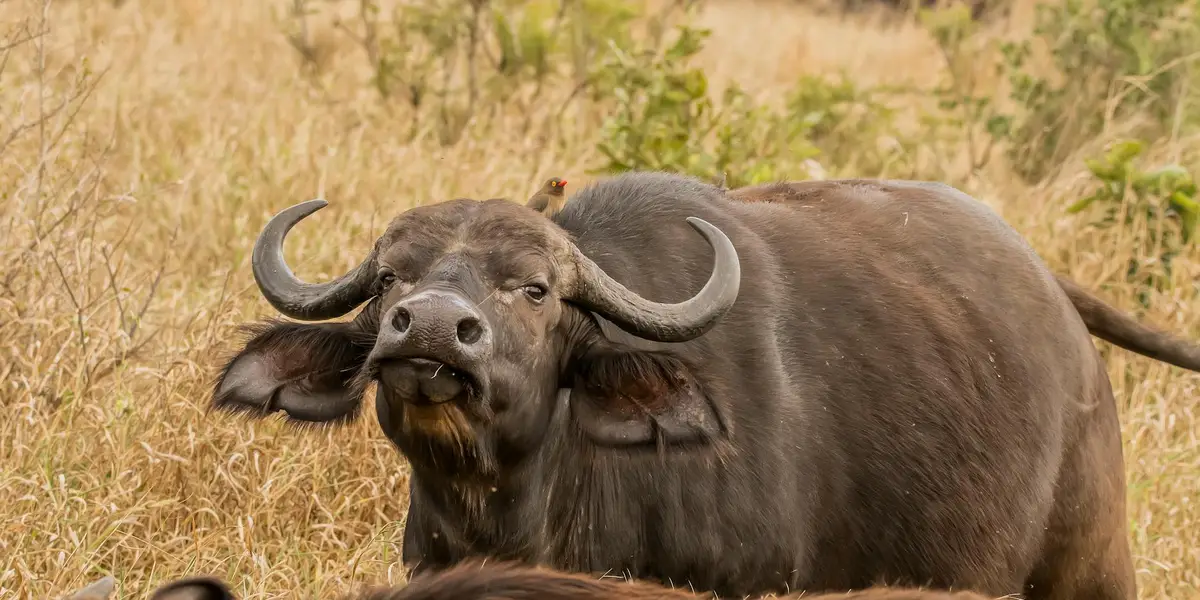 A buffalo standing in dry golden grass with large curved horns and a calm, watchful expression.