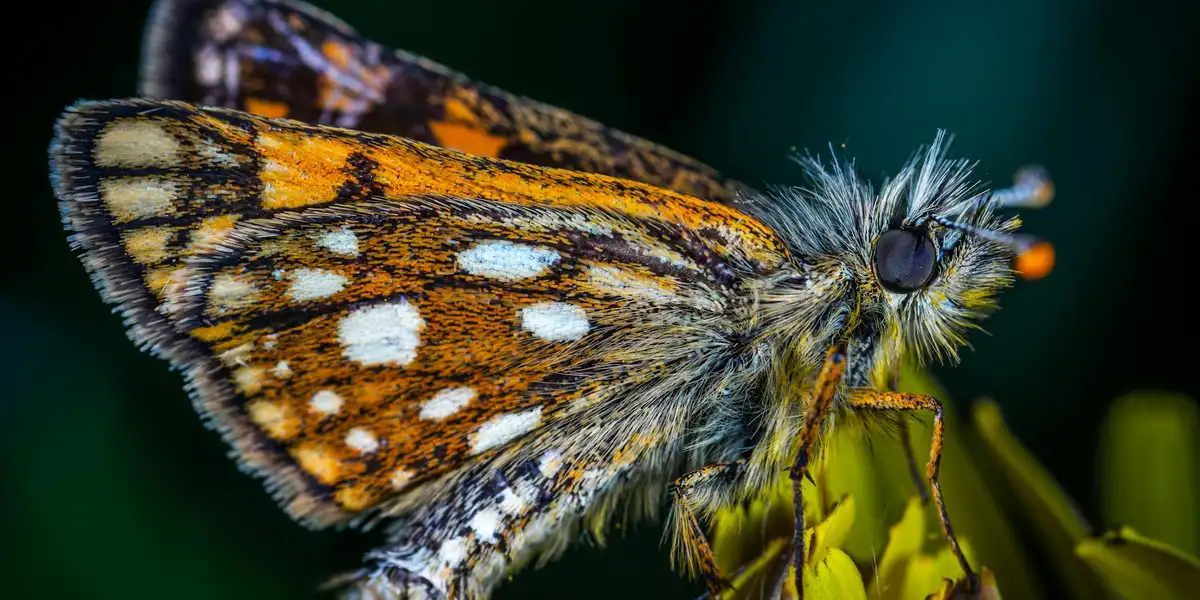 Close-up of a brown and orange butterfly with white spots perched on green leaves, symbolizing metamorphosis.