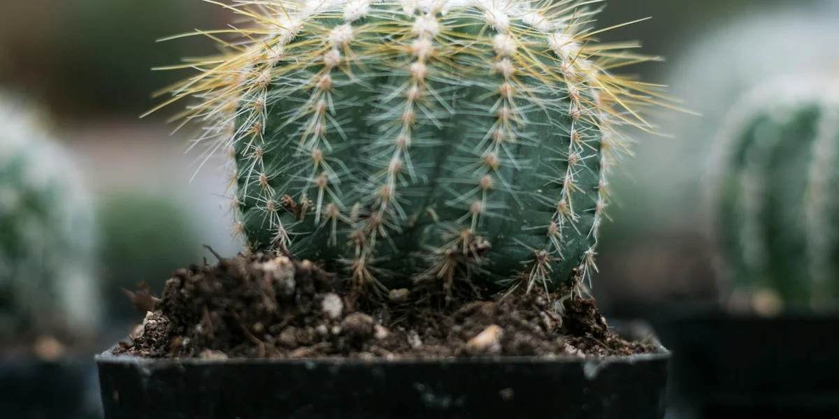 Close-up of a spiny cactus with sharp thorns in a pot, symbolizing thorny warnings in dreams.