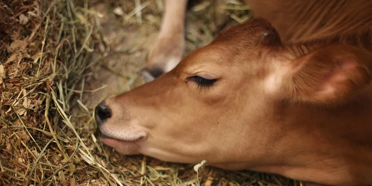 Close-up of a light-brown calf resting on straw with eyes closed.