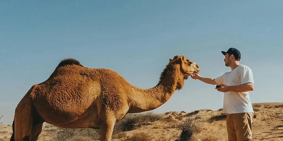 A man in a white shirt and cap stands in a desert, reaching out to touch a camel's head as the camel approaches.