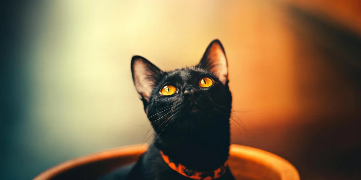 A black cat with bright amber eyes sits against a warm, blurred background.