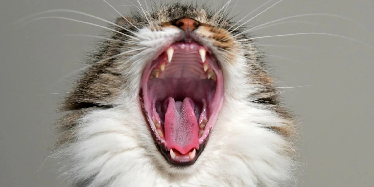 Close-up of a cat with its mouth wide open, showing teeth, against a neutral gray background.
