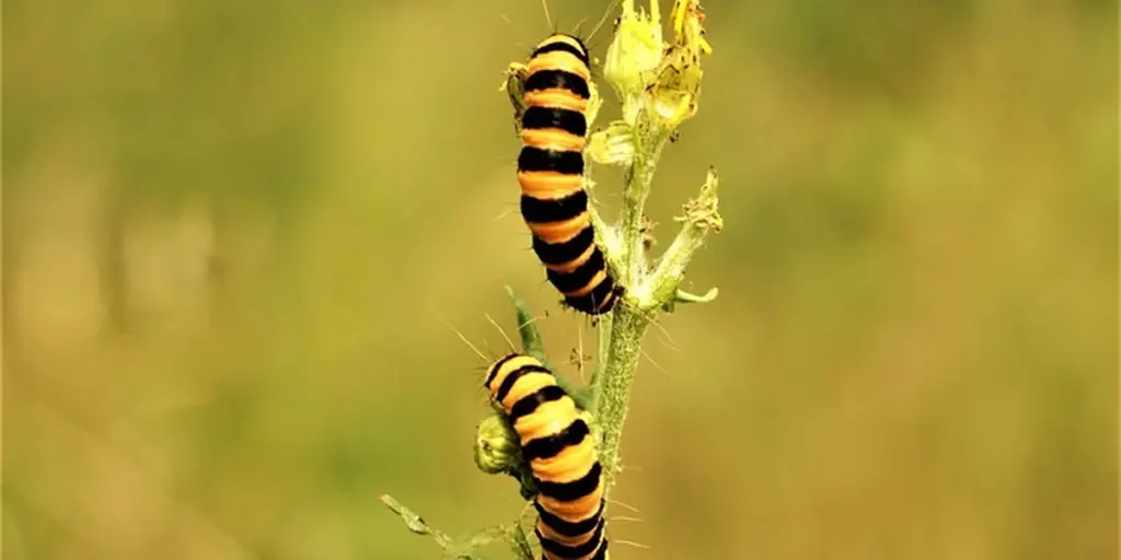 What Dreaming About Caterpillars Means: Decoding Transformation Symbolism
