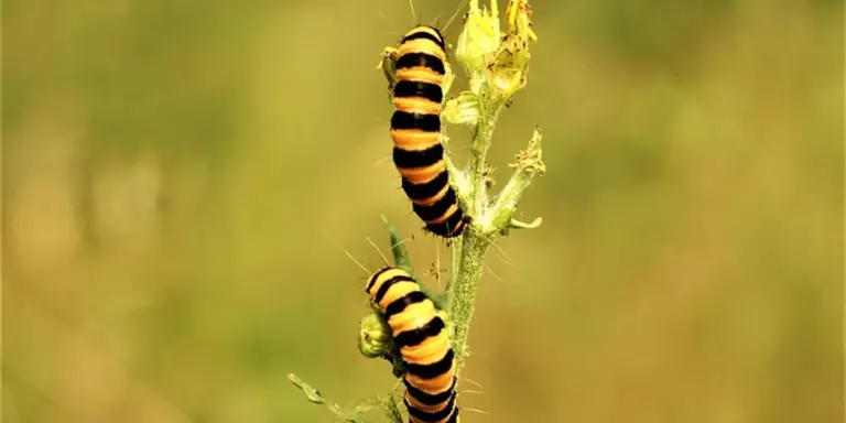 Close-up of two black and yellow striped caterpillars on a green stem against a blurred yellow-green background.