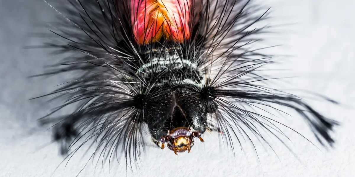 Close-up of a black, spiky caterpillar with long bristles against a pale background.