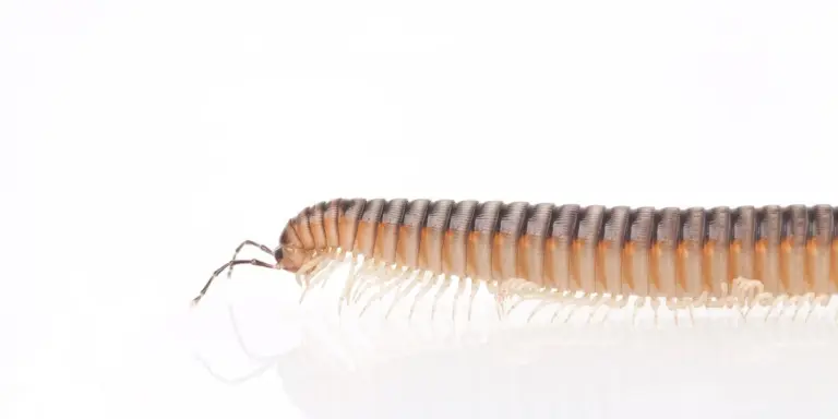 Close-up of an orange-brown centipede on a white background, showing its many segmented legs
