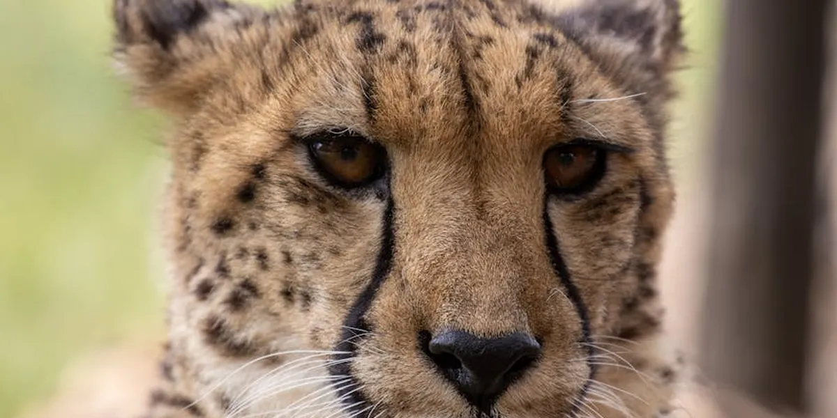 Close-up of a cheetah's face with a focused amber gaze, highlighting speed and power.
