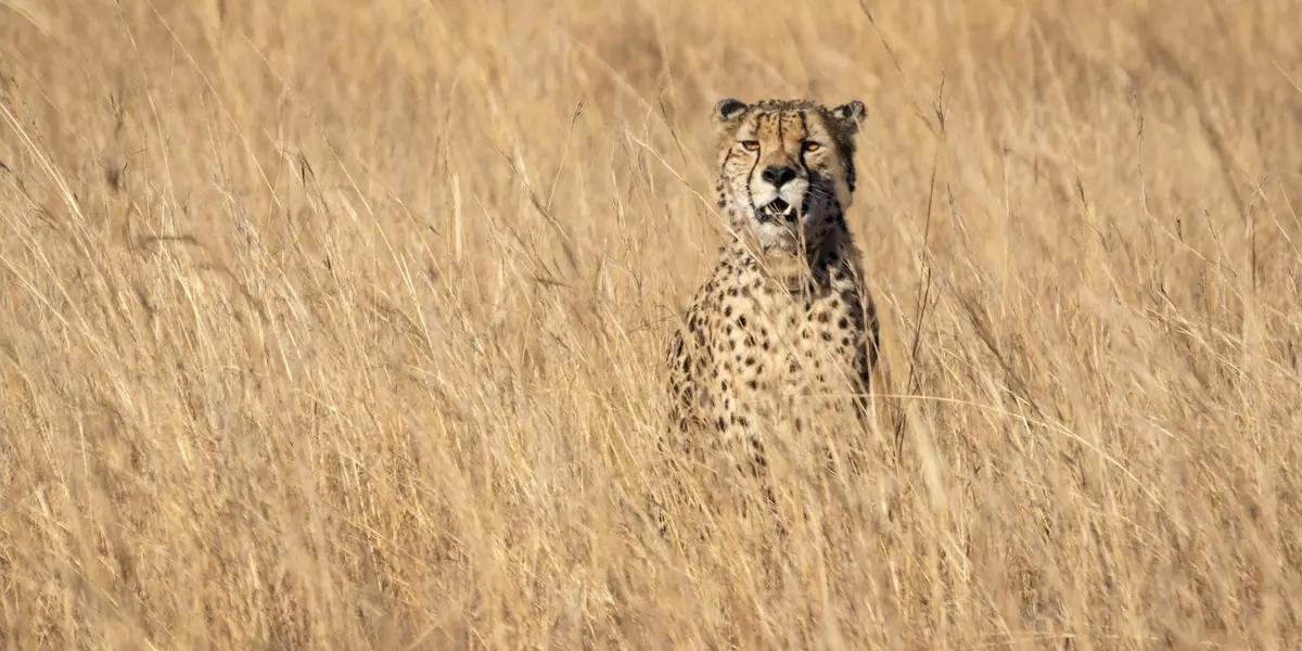 A lone cheetah standing alert in tall golden grass.