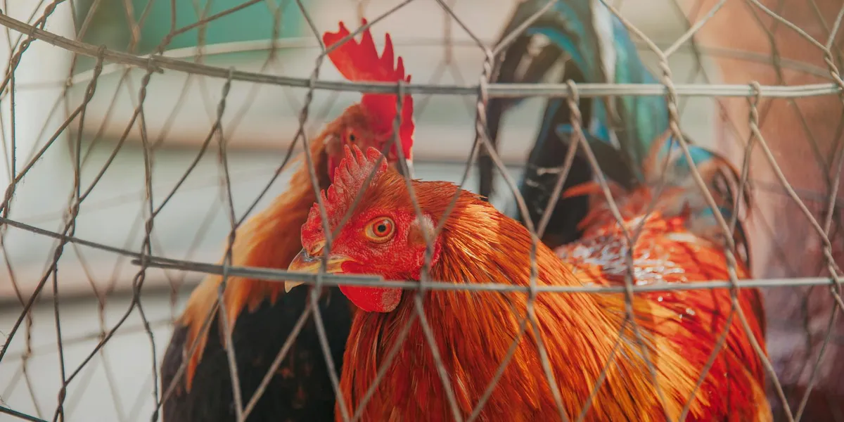 Close-up of a red-orange chicken behind a metal wire fence