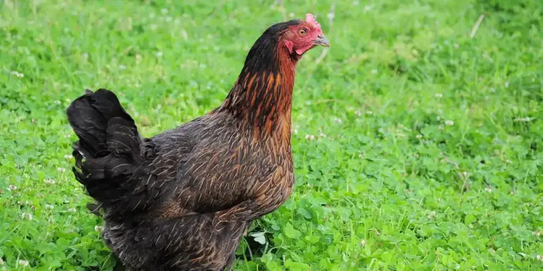 Brown and black chicken with a red comb standing on bright green grass