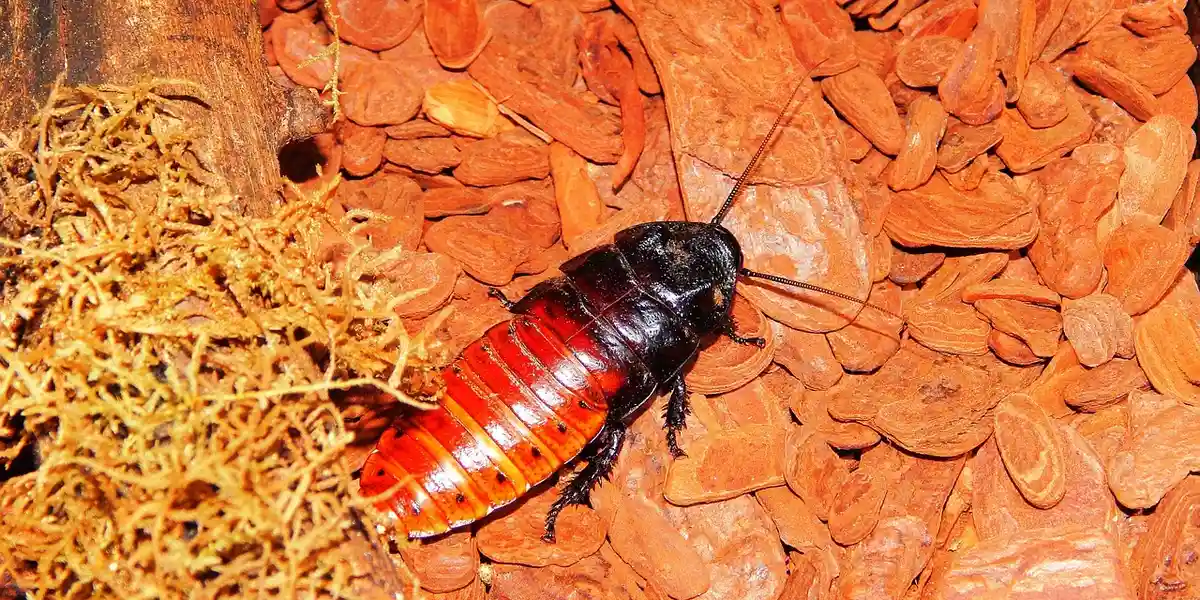 Close-up of a red-brown cockroach crawling on orange gravel.