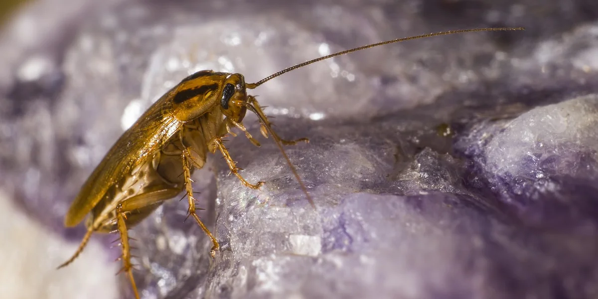 Close-up of a cockroach on a purple crystalline surface, symbolizing resilience in dream interpretation.