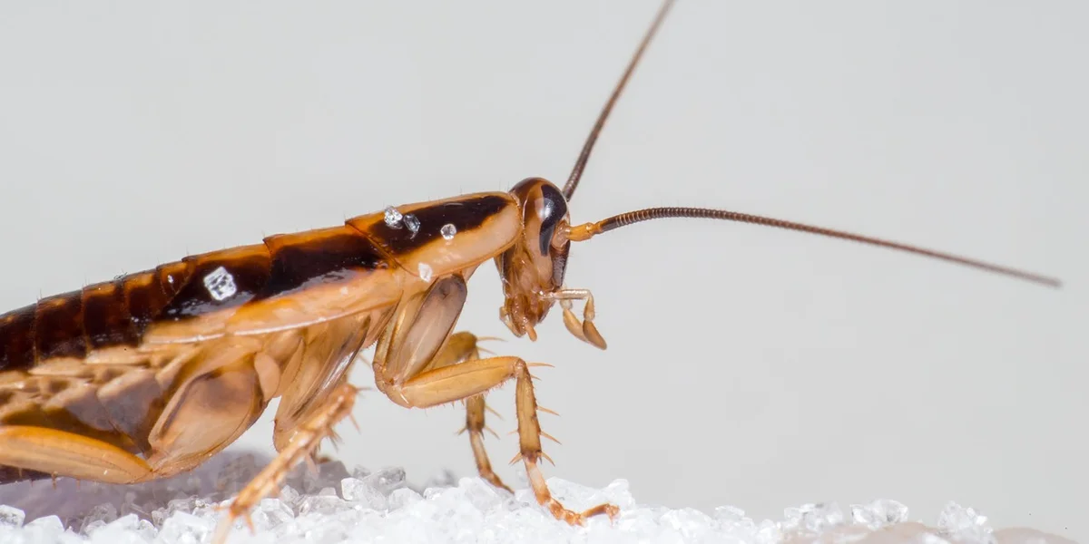 Macro photograph of a brown cockroach against a pale background