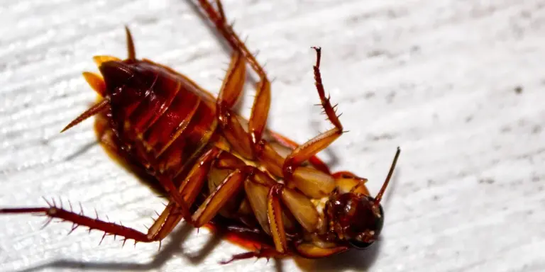 Close-up of a cockroach on a light textured surface