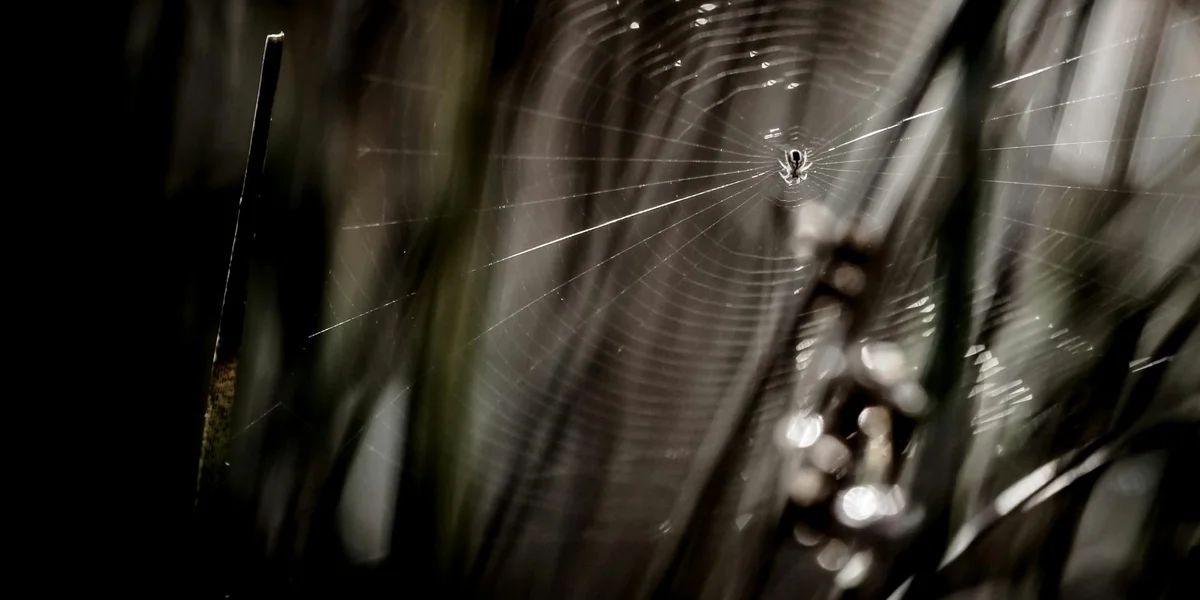 Close-up of a black spider on a fine, glistening web among dark, blurred vegetation